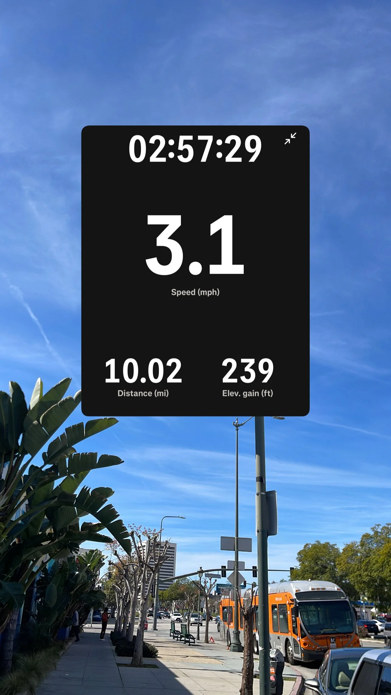 Story screenshot at 02:57:29 — pace 3.1, 10.02 mi, 239 steps, street photo along a palm-tree-lined road.